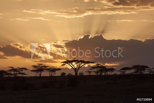 Picture of African sunset with acacia and bird